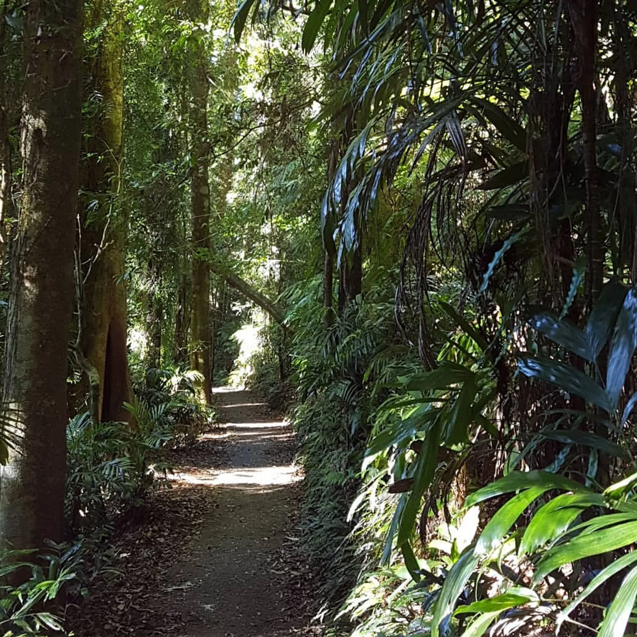 walking trail in australian forest