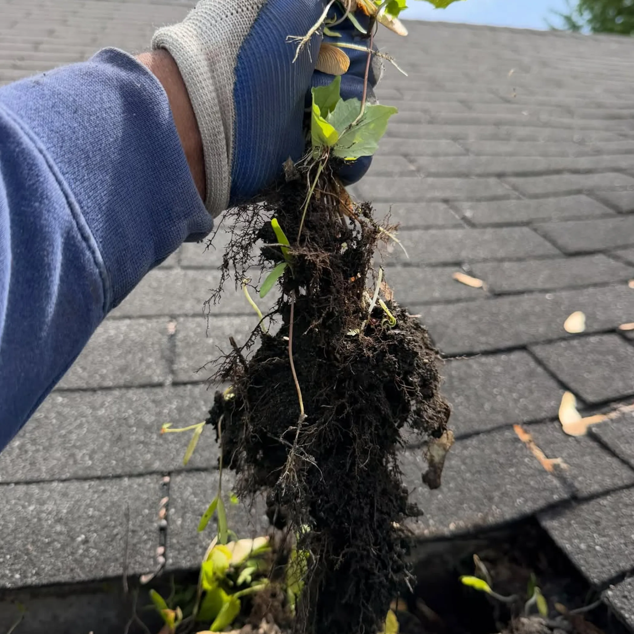 gutter cleaning with plant roots