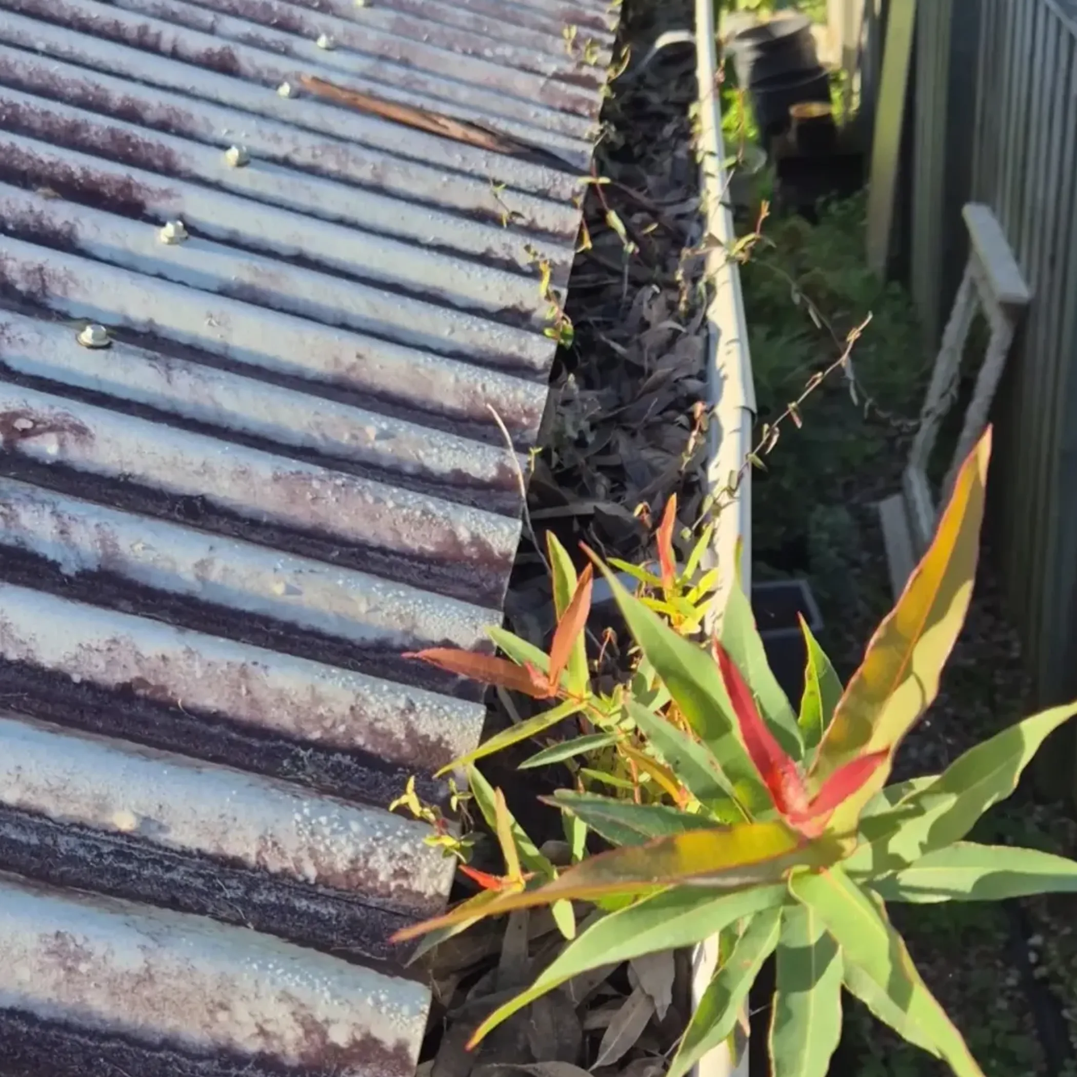 blocked gutter with leaves and debris