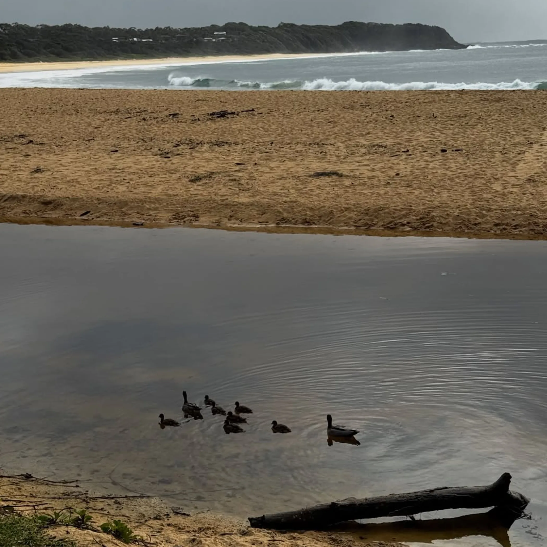 east coast australia beach scene