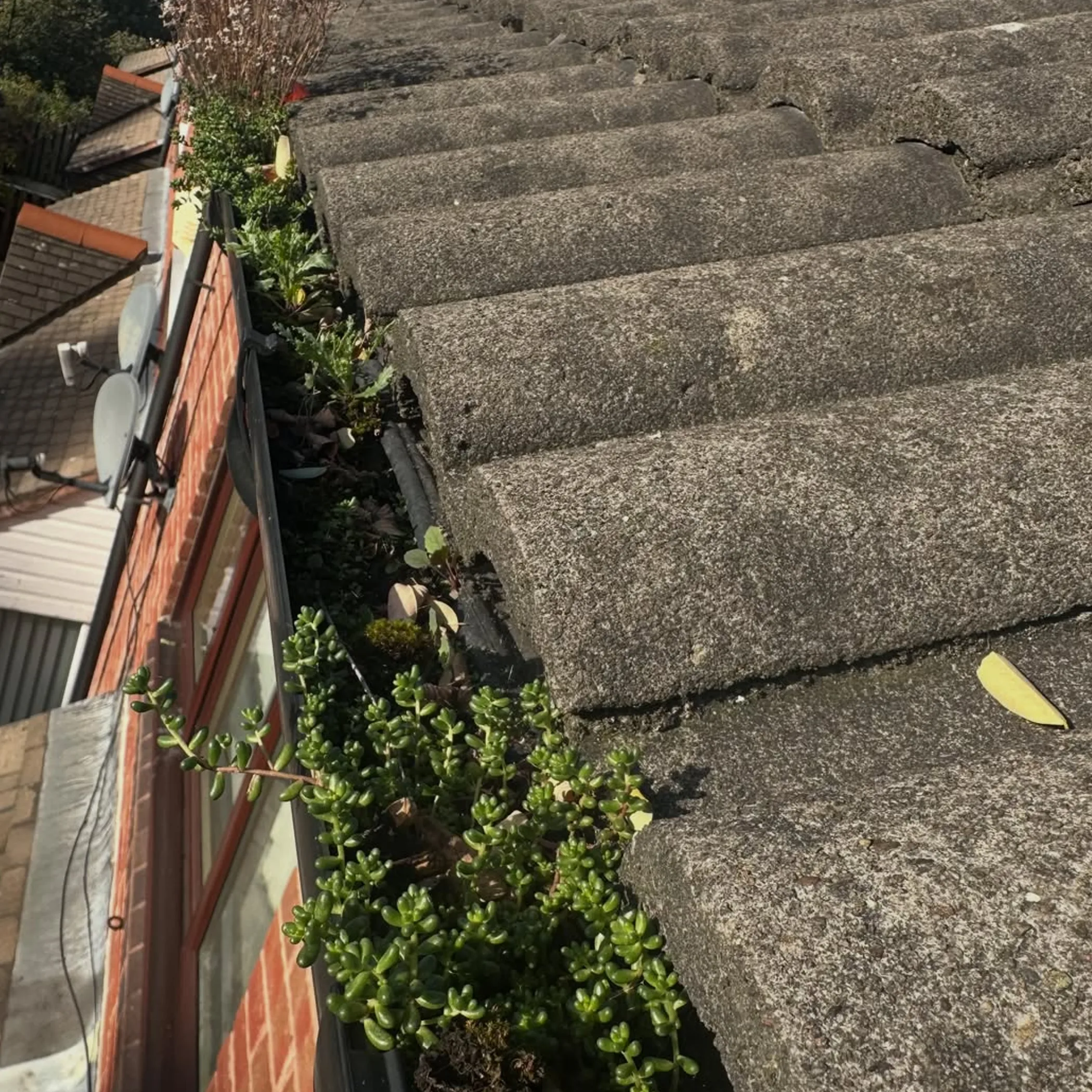 neglected gutter with vegetation and debris