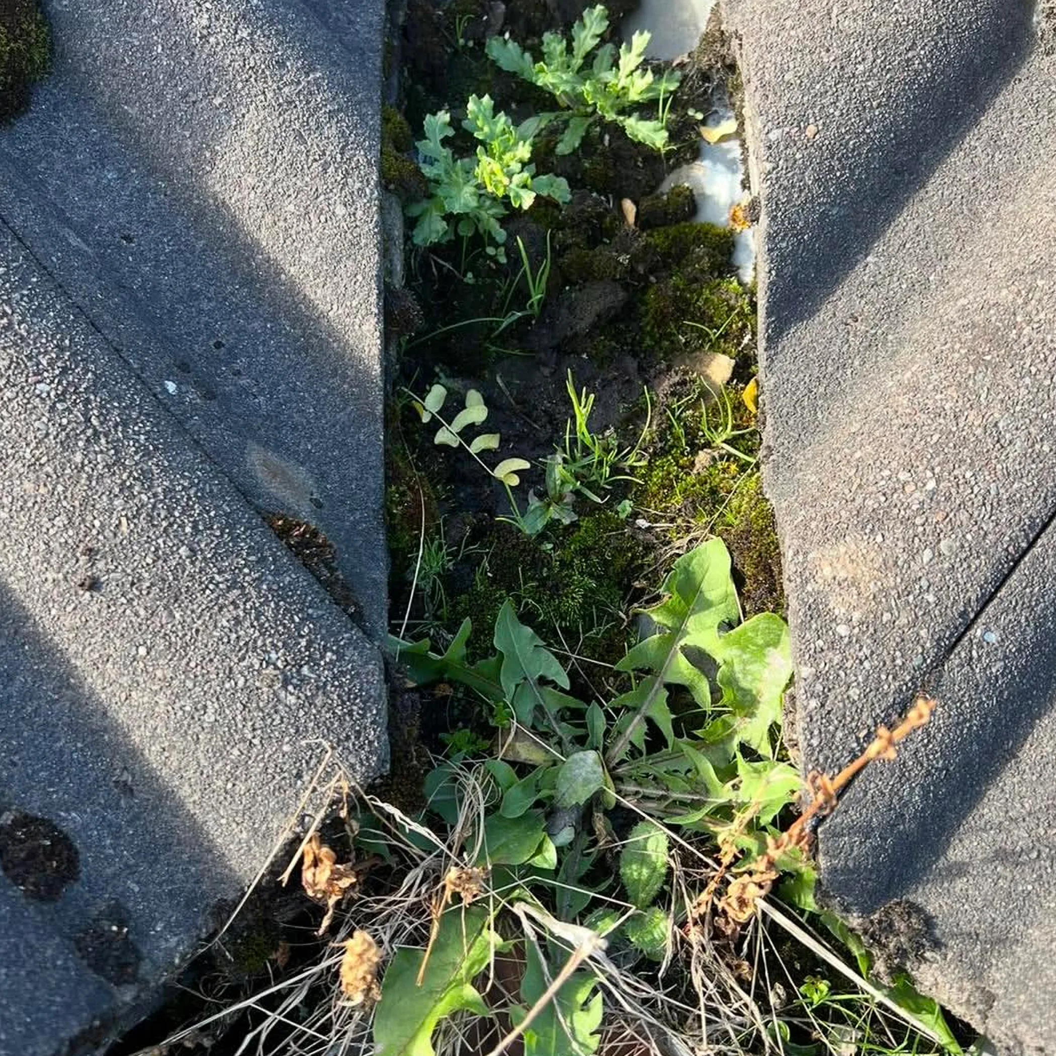 debris-filled roof gutters